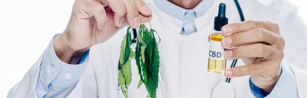 Панорамный снимок врача в белом халате, держащего CBD и марихуану изолированы на белом — стоковое фото