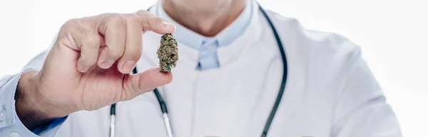 Tiro panorâmico de médico em casaco branco segurando cannabis medicinal isolado em branco — Fotografia de Stock