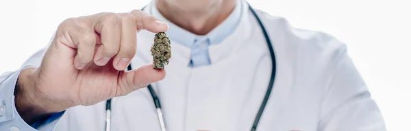 Panoramic shot of doctor in white coat holding medical cannabis isolated on white — Stock Photo