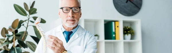 Tiro panorâmico de médico barbudo em óculos segurando modelo de coluna — Fotografia de Stock