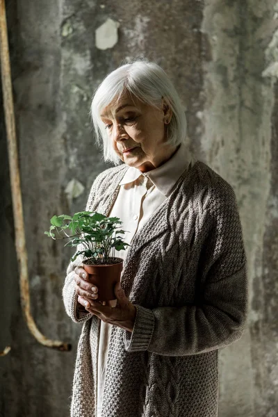 Seniorin schaut sich kleine Pflanze im Topf im leeren Raum an — Stockfoto