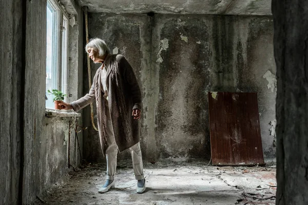 Старшая женщина держит небольшой завод в горшке в пустой комнате рядом с окном — стоковое фото