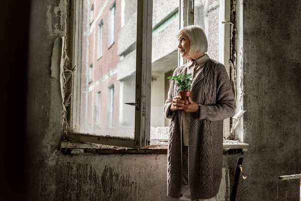 Femme âgée avec cheveux gris tenant plante dans la chambre près des fenêtres — Photo de stock