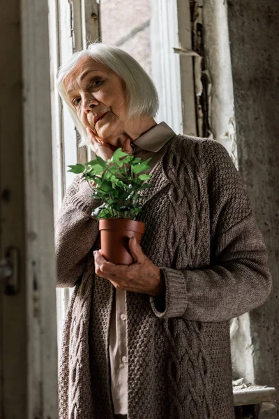 Foco seletivo da planta de retenção de mulher sênior no quarto perto de janelas — Fotografia de Stock