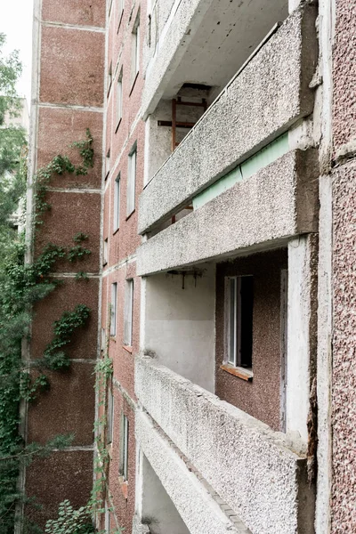 Hojas verdes cerca de muros de hormigón en casa abandonada - foto de stock