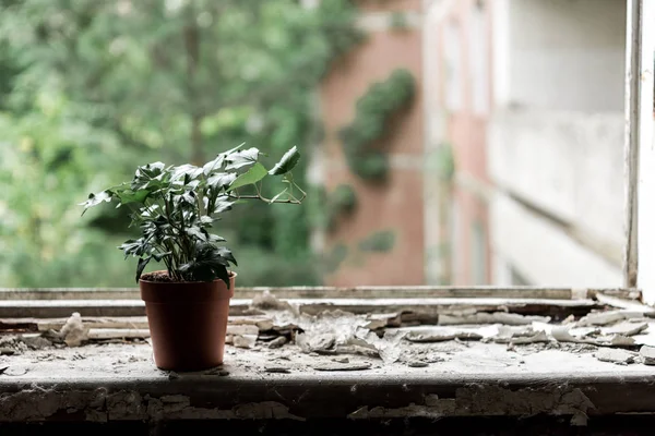 Petite plante aux feuilles vertes en pot sur le rebord de la fenêtre — Photo de stock