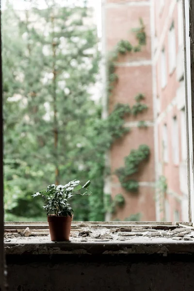 Petite plante avec des feuilles vertes en pot sur le rebord de fenêtre sale — Photo de stock