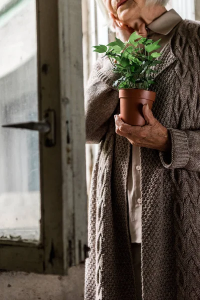 Vista cortada da mulher aposentada segurando planta no quarto perto de janelas — Fotografia de Stock