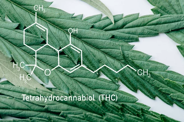 Vista de cerca de la hoja de marihuana medicinal sobre fondo blanco con la ilustración de la molécula thc - foto de stock