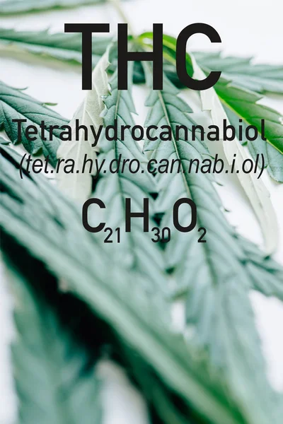 Close up view of medical marijuana leaf on white background with thc formula illustration — Stock Photo