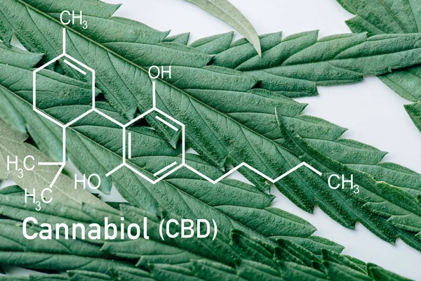 Vista de cerca de la hoja de marihuana medicinal sobre fondo blanco con ilustración de molécula de cbd - foto de stock