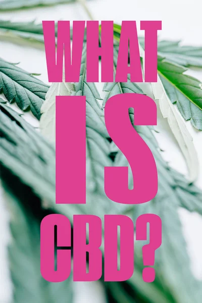 Close up view of medical marijuana leaf on white background with what is CBD question — Stock Photo