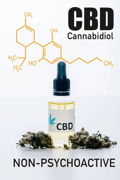 Олія КДБ в пляшці біля медичних марихуанових бруньок ізольовані на білому з непсихоактивною ілюстрацією КДБ — стокове фото