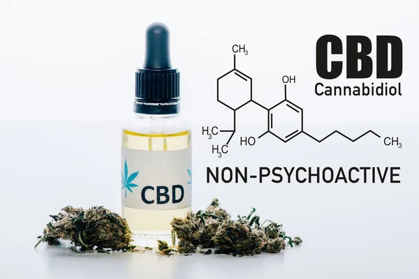 Масло cbd в бутылке возле медицинских бутонов марихуаны, выделенных на белом с иллюстрацией молекул cbd — стоковое фото