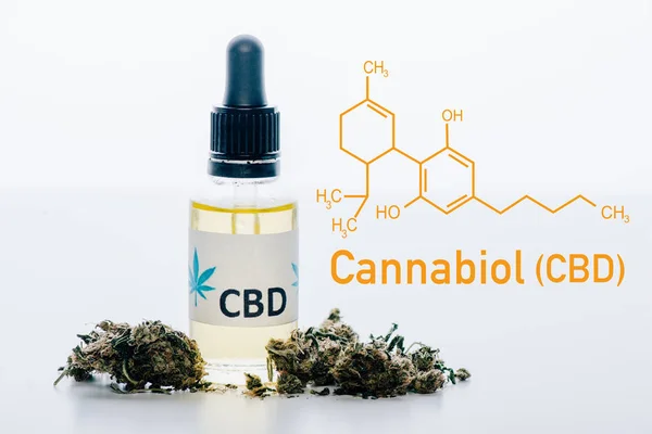 Масло cbd в бутылке возле медицинских бутонов марихуаны, выделенных на белом с иллюстрацией молекул cbd — стоковое фото