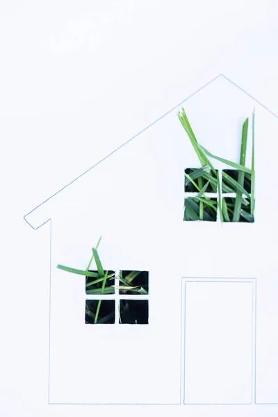 Top view of green grass in windows of drawn house on white background, ecology concept — Stock Photo