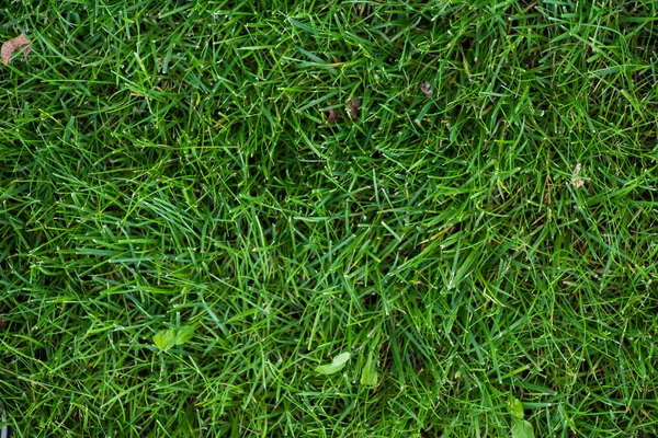 Top view of green grass on meadow — Stock Photo