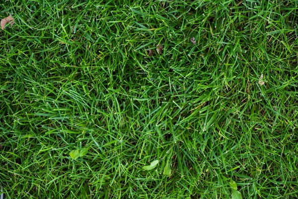 Vue du dessus de l'herbe verte sur la prairie — Photo de stock