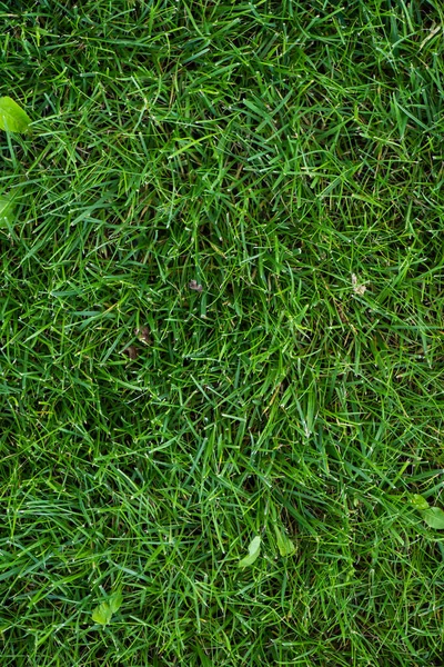 Vue du dessus de l'herbe verte avec des feuilles sur la prairie — Photo de stock