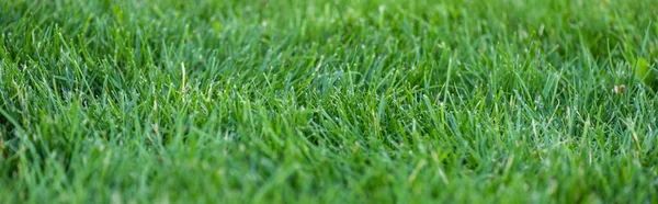 Panoramic shot of green grass on meadow — Stock Photo