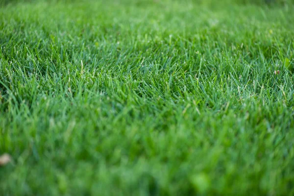 Concentration sélective de l'herbe verte sur la prairie — Photo de stock