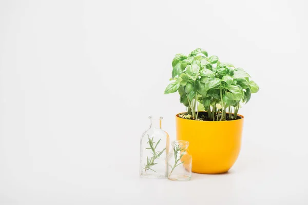 Green plant in flowerpot near herbs in glass bottles on white background, naturopathy concept — Stock Photo