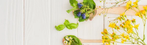 Panoramic shot of herbs and green leaves in spoons near flowers on white wooden background, naturopathy concept — Stock Photo