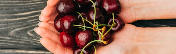 Cropped view of woman holding ripe sweet cherries on wooden surface, panoramic shot — Stock Photo