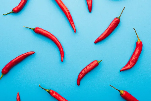 Draufsicht auf scharfe rote Chilischoten auf blauem Hintergrund — Stockfoto