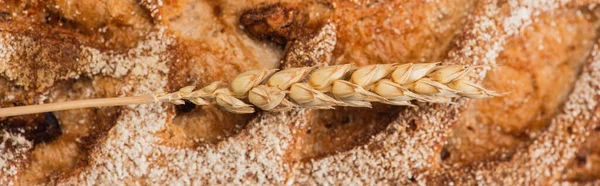 Close up view of fresh baked bread loaf with spikelet, panoramic shot — Stock Photo