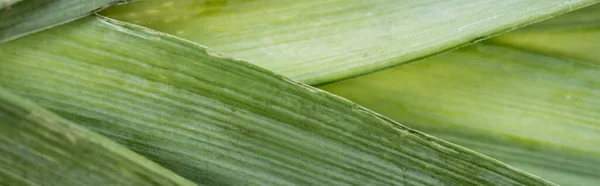 Vue rapprochée du poireau vert frais, vue panoramique — Photo de stock