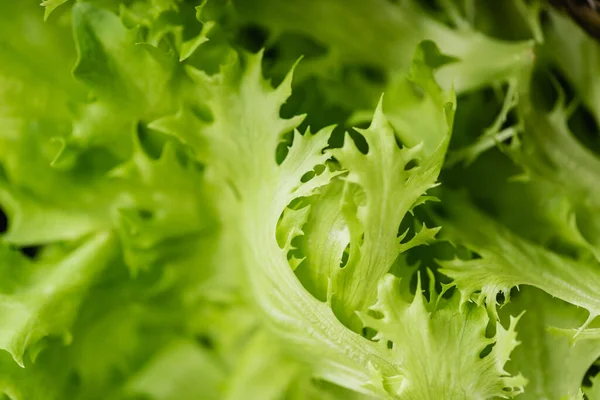Close up view of fresh green salad leaves — Stock Photo