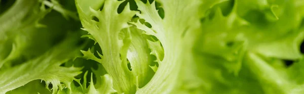 Nahaufnahme frischer grüner Salatblätter, Panoramaaufnahme — Stockfoto