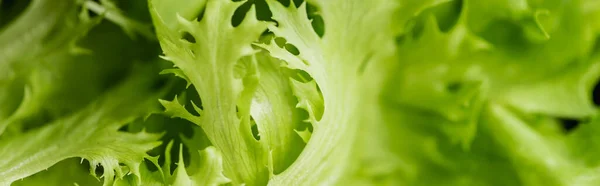 Close up view of fresh green salad leaves, panoramic shot — Stock Photo