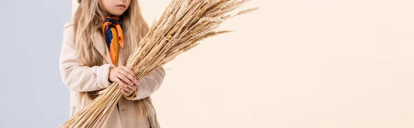 Cropped view of fashionable blonde girl in autumn outfit with wheat spikes on beige and white background, panoramic shot — Stock Photo