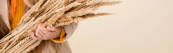 Vue recadrée de fille blonde à la mode en tenue d'automne tenant des pointes de blé isolées sur beige, vue panoramique — Photo de stock