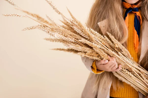 Обрізаний вид модної блондинки в осінньому вбранні, що тримає пшеничні шипи ізольовані на бежевому — стокове фото