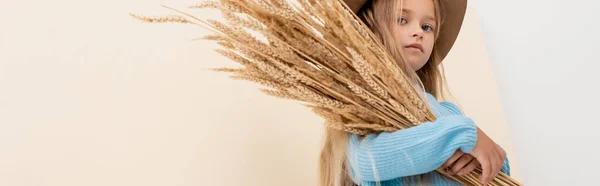 Chica rubia de moda en sombrero y suéter azul con espigas de trigo sobre fondo beige, plano panorámico - foto de stock