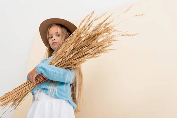 Vista de ángulo bajo de moda chica rubia en sombrero y suéter azul con espigas de trigo sobre fondo beige y blanco - foto de stock