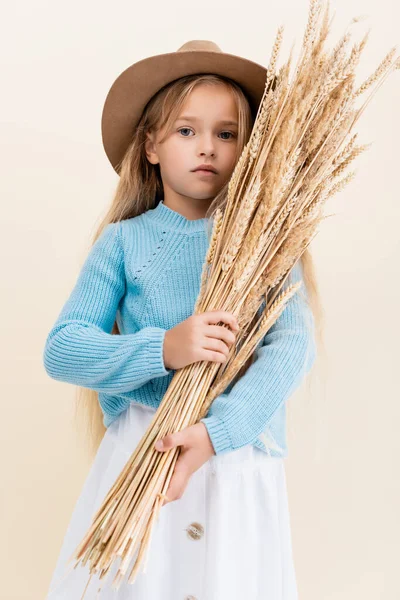 Chica rubia de moda en sombrero y suéter azul con espigas de trigo aislado en beige - foto de stock