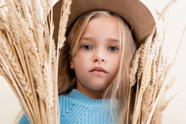 Menina loira na moda em chapéu e suéter azul em picos de trigo — Fotografia de Stock
