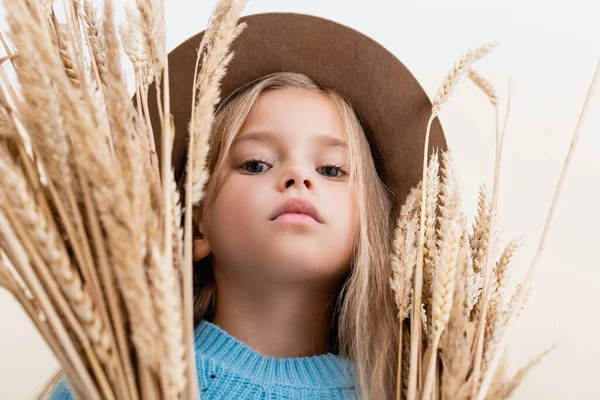 Vue à angle bas de fille blonde à la mode en chapeau et pull bleu dans les pointes de blé — Photo de stock