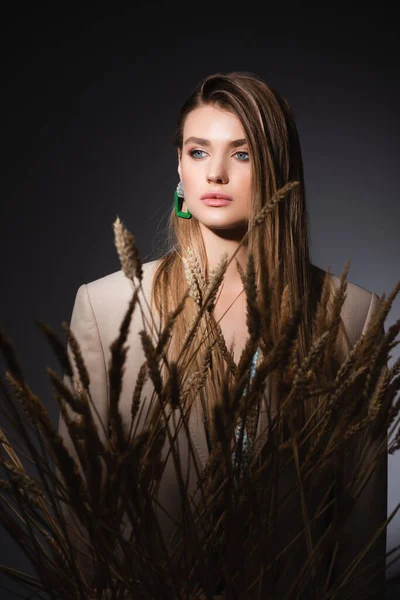 Young woman standing near wheat spikelets on dark grey background — Stock Photo