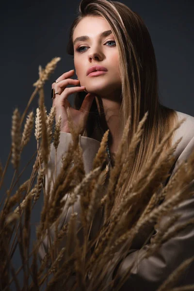 Mujer joven soñadora cerca de espiguillas de trigo sobre fondo gris oscuro — Stock Photo