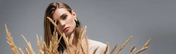 Young woman looking at camera near barley spikelets on grey background, banner — Stock Photo