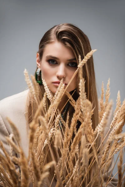 Young woman looking at camera through barley spikelets on grey background — Stock Photo