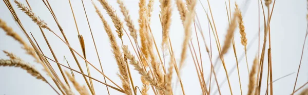 Bouquet de blé doré sur fond blanc, bannière — Photo de stock