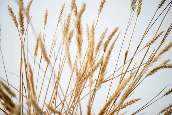 Mazzo di orzo dorato su sfondo bianco — Foto stock