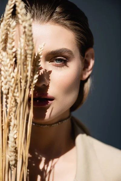 Junge Frau blickt in die Kamera in der Nähe von Weizenstacheln auf dunkelgrau — Stockfoto