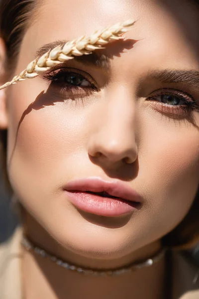 Пшеничные шипы возле лица молодой женщины, смотрящей в камеру — стоковое фото